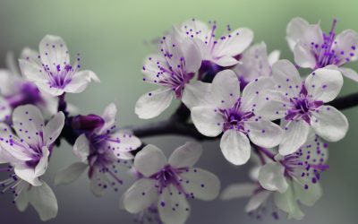 Blooming 132474