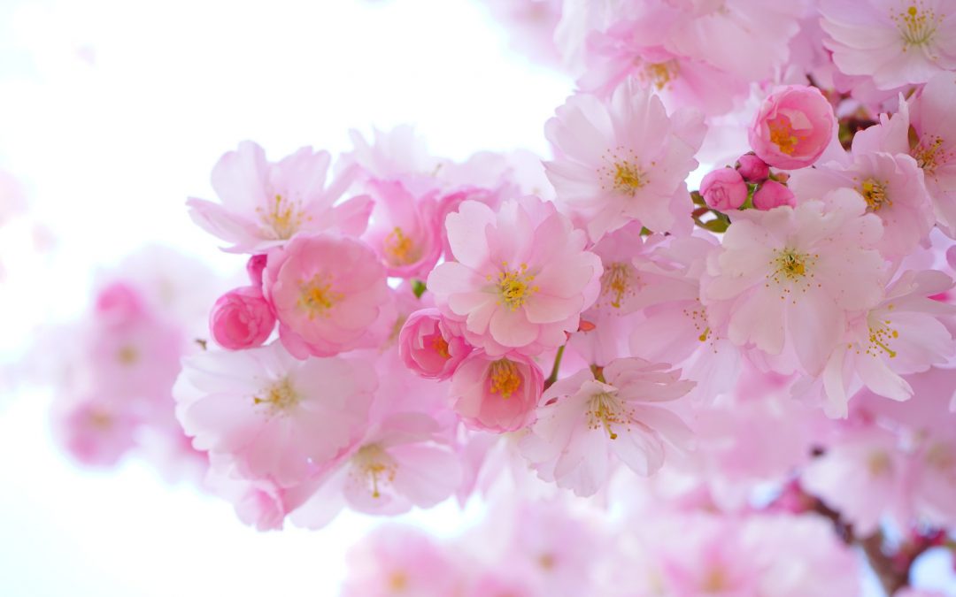 Cherry Blossom